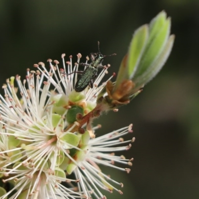 Eleale aspera (Clerid beetle) at Cook, ACT - 15 Nov 2020 by Tammy