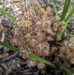 Lomandra multiflora (Many-flowered Matrush) at Hughes, ACT - 15 Nov 2020 by JackyF