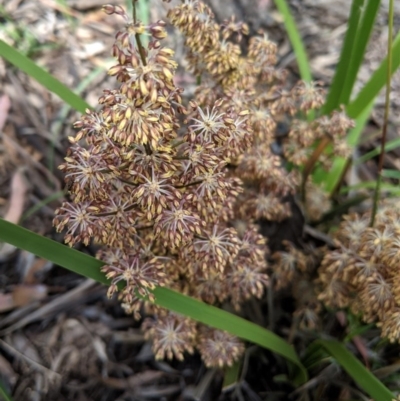 Lomandra multiflora (Many-flowered Matrush) at Hughes, ACT - 15 Nov 2020 by JackyF