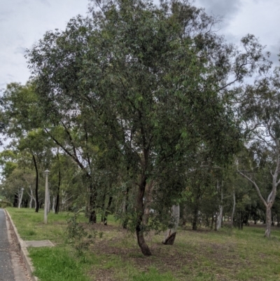 Eucalyptus dives (Broad-leaved Peppermint) at Higgins, ACT - 16 Nov 2020 by MattM