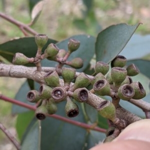 Eucalyptus dives at Higgins, ACT - 16 Nov 2020