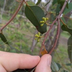 Eucalyptus dives at Higgins, ACT - 16 Nov 2020