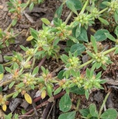 Paronychia brasiliana (Brazilian Whitlow) at Higgins, ACT - 16 Nov 2020 by MattM