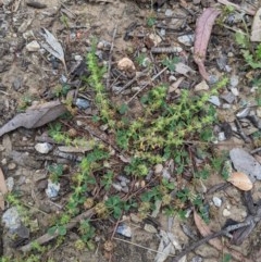 Paronychia brasiliana at Higgins, ACT - 16 Nov 2020