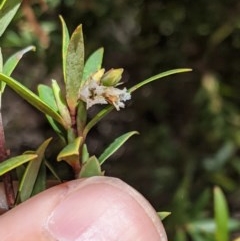 Leucopogon gelidus at Cotter River, ACT - 8 Nov 2020