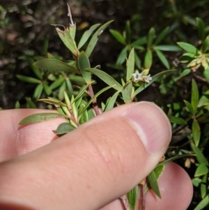 Leucopogon gelidus at Cotter River, ACT - 8 Nov 2020