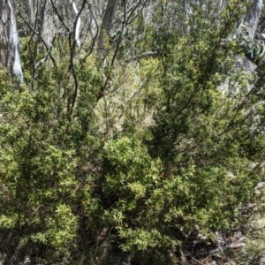 Leucopogon gelidus at Cotter River, ACT - 8 Nov 2020