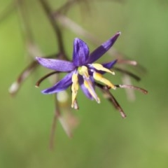 Dianella sp. (Flax Lily) at Moruya, NSW - 14 Nov 2020 by LisaH