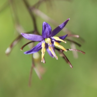 Dianella sp. (Flax Lily) at Moruya, NSW - 14 Nov 2020 by LisaH