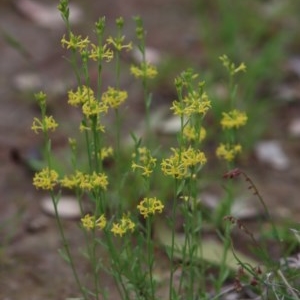 Pimelea curviflora at Gundaroo, NSW - 16 Nov 2020