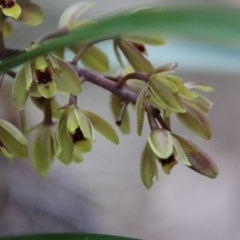 Cymbidium suave (Snake Orchid) at Moruya, NSW - 14 Nov 2020 by LisaH