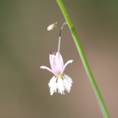 Arthropodium sp. South-east Highlands (N.G.Walsh 811) Vic. Herbarium at Moruya, NSW - 14 Nov 2020 by LisaH