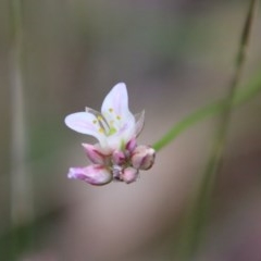 Laxmannia gracilis (Slender Wire Lily) at Moruya, NSW - 14 Nov 2020 by LisaH