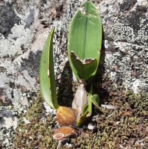 Dendrobium speciosum at suppressed - 14 Nov 2020