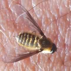 Comptosia apicalis at Bruce, ACT - 13 Nov 2020 06:09 PM