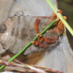 Opodiphthera eucalypti (Emperor Gum Moth) at Bruce, ACT - 11 Nov 2020 by Harrisi