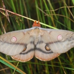 Opodiphthera eucalypti at Bruce, ACT - 11 Nov 2020