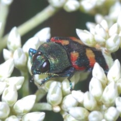 Castiarina sexplagiata (Jewel beetle) at Bruce, ACT - 11 Nov 2020 by Harrisi