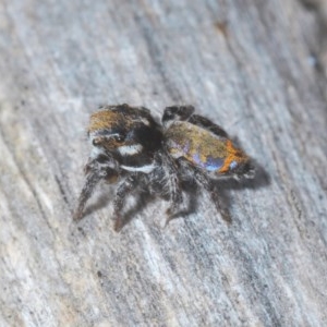 Maratus calcitrans at Bruce, ACT - suppressed