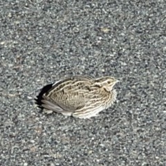 Coturnix pectoralis (Stubble Quail) at Majura, ACT - 16 Nov 2020 by millsse