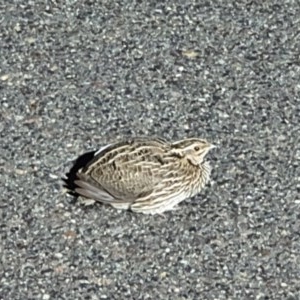 Coturnix pectoralis at Majura, ACT - 17 Nov 2020