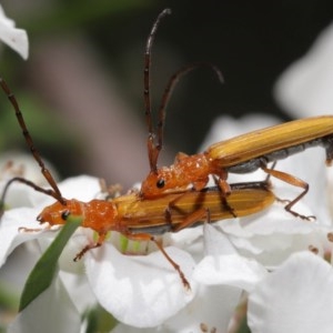 Stenoderus concolor at Acton, ACT - 11 Nov 2020