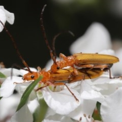 Stenoderus concolor at Acton, ACT - 11 Nov 2020