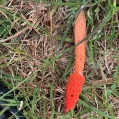 Phallus rubicundus (Phallus rubicundus) at Wamboin, NSW - 31 Oct 2020 by Komidar