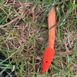 Phallus rubicundus at Wamboin, NSW - 31 Oct 2020 08:13 AM