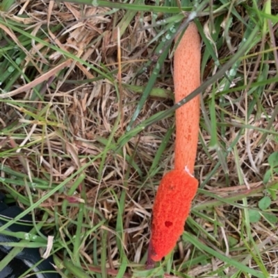 Phallus rubicundus (Phallus rubicundus) at Wamboin, NSW - 31 Oct 2020 by Komidar