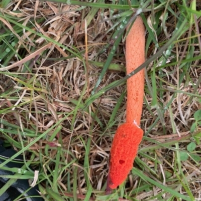 Phallus rubicundus (Phallus rubicundus) at Wamboin, NSW - 30 Oct 2020 by Komidar