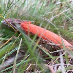 Phallus rubicundus at Wamboin, NSW - 31 Oct 2020 08:13 AM