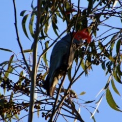 Callocephalon fimbriatum (Gang-gang Cockatoo) at Moruya, NSW - 14 Nov 2020 by LisaH