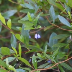 Billardiera heterophylla (Western Australian Bluebell Creeper) at Moruya, NSW - 14 Nov 2020 by LisaH