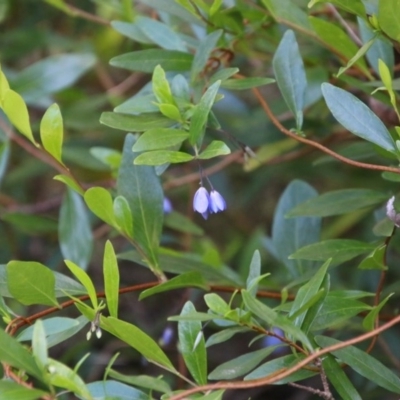 Billardiera heterophylla (Western Australian Bluebell Creeper) at Moruya, NSW - 15 Nov 2020 by LisaH