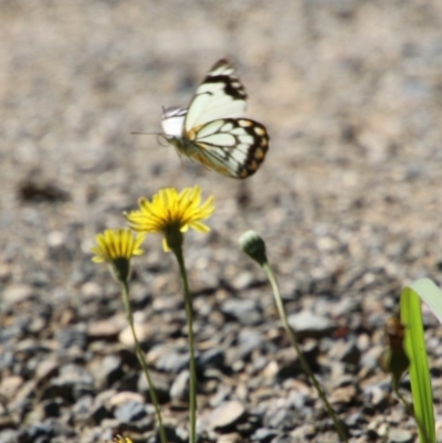 Belenois java (Caper White) at Moruya, NSW - 14 Nov 2020 by LisaH