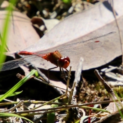 Diplacodes bipunctata (Wandering Percher) at Moruya, NSW - 14 Nov 2020 by LisaH