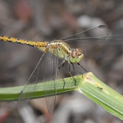 Diplacodes bipunctata (Wandering Percher) at Evatt, ACT - 11 Nov 2020 by TimL