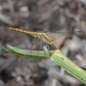 Diplacodes bipunctata at Evatt, ACT - 11 Nov 2020 12:55 PM