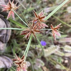 Cyperus lhotskyanus (A Sedge) at Googong, NSW - 16 Nov 2020 by Wandiyali