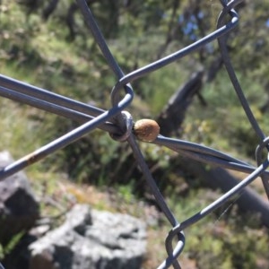 Paropsis sp. (genus) at O'Malley, ACT - 15 Nov 2020