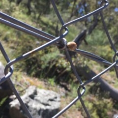 Paropsis sp. (genus) at O'Malley, ACT - 15 Nov 2020