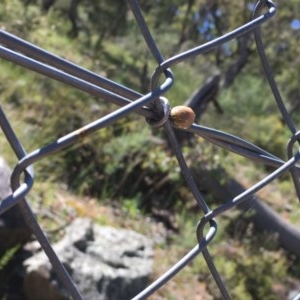 Paropsis sp. (genus) at O'Malley, ACT - 15 Nov 2020