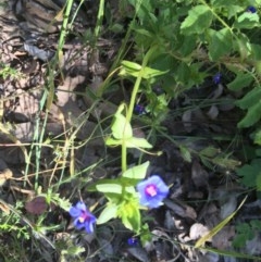 Lysimachia loeflingii (Blue Pimpernel) at Garran, ACT - 14 Nov 2020 by Tapirlord