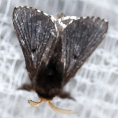 Symphyta nyctopis (A Bombycoid Moth (Lasiocampinae)) at O'Connor, ACT - 10 Nov 2020 by ibaird