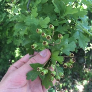 Crataegus monogyna at Isaacs Ridge - 15 Nov 2020 11:26 AM