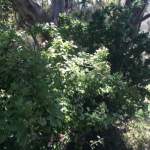 Crataegus monogyna at Isaacs Ridge - 15 Nov 2020 11:26 AM