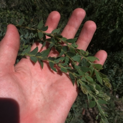 Acacia vestita (Hairy Wattle) at Isaacs Ridge - 15 Nov 2020 by Tapirlord