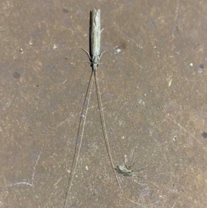 Leptoceridae sp. (family) at Majura, ACT - 16 Nov 2020