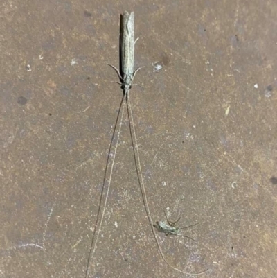 Leptoceridae sp. (family) (Long-horned caddisfly) at Majura, ACT - 16 Nov 2020 by Ghostbat